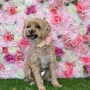 놀다올개 이미지