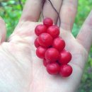 약초와 건강 이미지