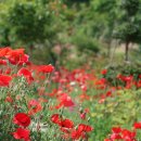 꽃 뜨락 이미지