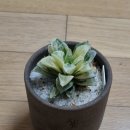 수금농장 이미지