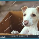 강아지맛집 이미지