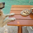 탤런트 독 스쿨 이미지