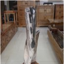 화석(규화목) 이미지