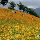 DMZ자생식물원 뉴시스