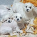 엔픽(N-peak) 이미지