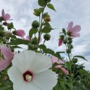 연근농장 이미지