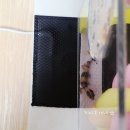 리얼게코