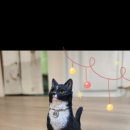 묘 미 앤 이미지