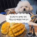 백운빌딩 | 망고빙수까지 완벽한 헨지 백운호수점 애견동반 카페 후기