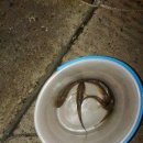 채석포항 이미지