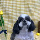 논산애견미용학원 이미지