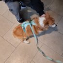 꽃단장 애견미용실 이미지