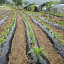 반월농장 이미지