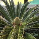 (주)꽃랜드 이미지