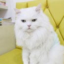 용강지내 이미지