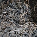 수세미 여주 백태 팥 쥐눈이콩 초석잠 돼지감자 고구마줄기 청양고추 태양초 이미지