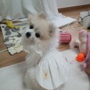 강아지 옷 만들기 이미지