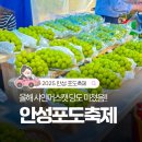 머스캣 | 2025 안성맞춤 포도축제, 더 달고 저렴한 샤인머스캣 득템 후기