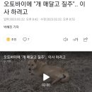 오토바이에 "개 매달고 질주".. 이사 하려고 이미지