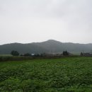 보성백록다원 이미지