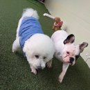 포롱도그 이미지