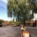 샤워앤독 | 반려견 셀프 목욕 이용 후기 - 샤워앤독