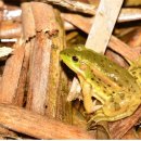 금와습지 생태공원 이미지