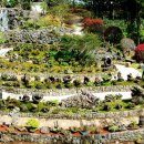 제주배또롱 이미지