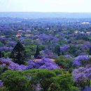 세상에서가장아름다운나무 티스토리