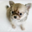 살랑살랑 이미지