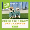 옐레드 애견유치원 & 애견호텔, 미용 안산고잔점 | 안산애견유치원 | 강아지한테 친구가 꼭 필요한가요? | 옐레드안산고잔점