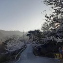 소림길 Daum카페