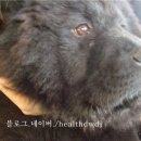 바둑이농장 이미지