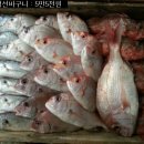 11월29일 : 생선바구니 (참돔,황돔, 홍우럭,백조기등) 이미지