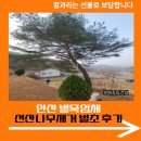 박강 묘역 및 석물 | 안산 벌목업체 선산나무제거 벌초 후기