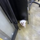 펫살롱 귀요미 이미지