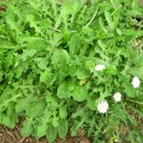 민들레 농장 이미지