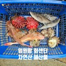 깨도독 | 강원도 삼척 임원항 회센터 초장집 자연산 성대 쥐치 멍게 시세 가격 생선회 및 해산물 후기