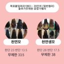 붙임머리1993