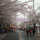 미륵도 벚꽃축제 오는 5일 개막 이미지