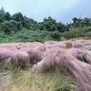 동읍672 | 창원 아이랑 가기 좋은 단감테마공원 with 핑크뮬리