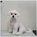 멍뭉살롱 이미지