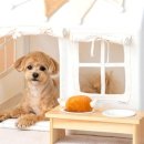 강아지집 이미지