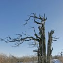 고목나무 이미지