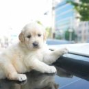 다양하개 이미지