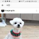 상콤 발랄 헬로퍼피 이미지