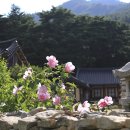 서출지 이미지