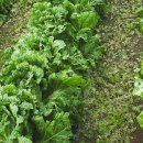 봉선농장 이미지