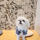 치료해주오 | 김포 장기동 동물병원 치료해주오 솔직후기 과잉진료없는곳