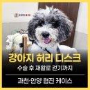 이로운 동물병원 | 강아지 허리 디스크 증상, 수술 후 재활로 걷기까지｜과천·안양 협진